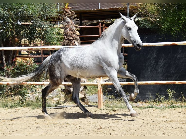 Andalusian Gelding 9 years 15,1 hh Gray in Provinz  Malaga