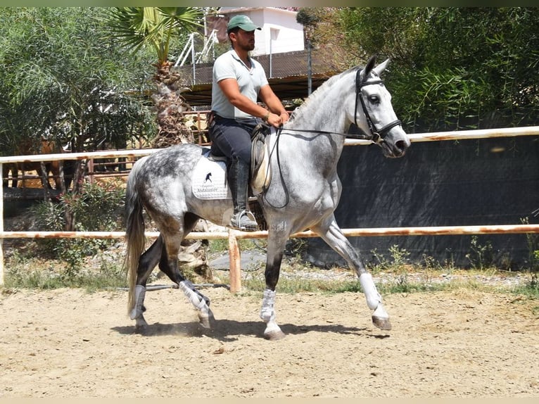 Andalusian Gelding 9 years 15,1 hh Gray in Provinz  Malaga
