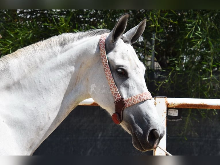 Andalusian Gelding 9 years 15,1 hh Gray in Provinz  Malaga
