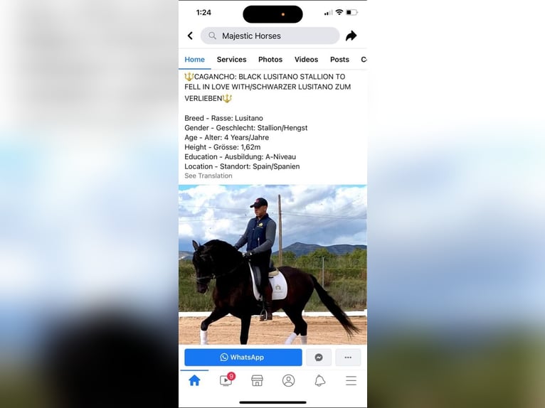 Andalusian Mix Gelding 9 years 15,3 hh Bay-Dark in Wittlich