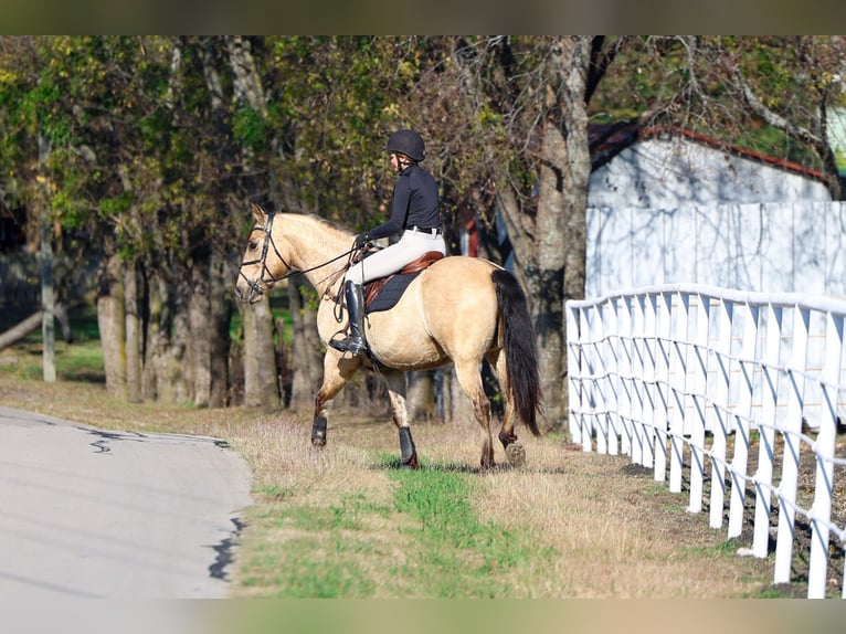 Andalusian Gelding 9 years 15,3 hh Buckskin in Forney