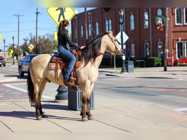 Andalusian Gelding 9 years 15,3 hh Buckskin in Forney