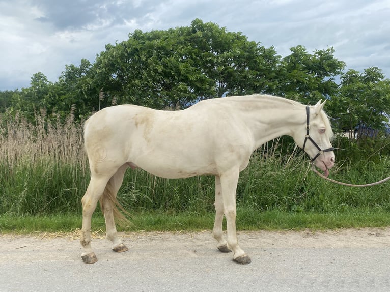 Andalusian Mix Gelding 9 years 15,3 hh Cremello in Lehre