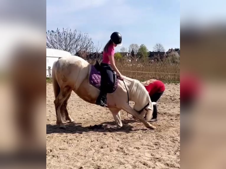 Andalusian Mix Gelding 9 years 15,3 hh Cremello in Lehre