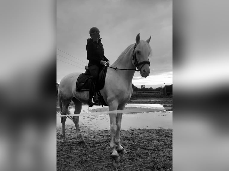 Andalusian Mix Gelding 9 years 15,3 hh Cremello in Lehre