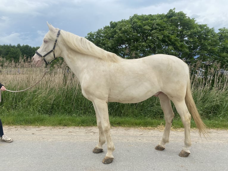 Andalusian Mix Gelding 9 years 15,3 hh Cremello in Lehre