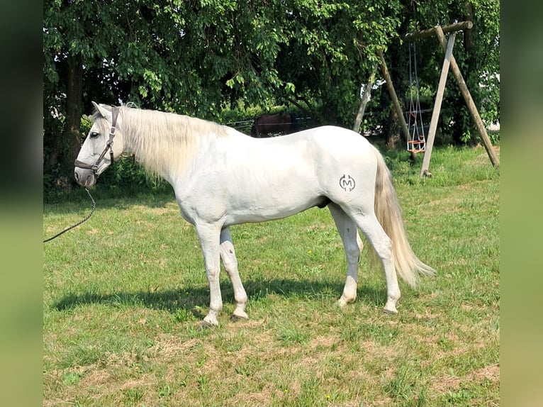 Andalusian Gelding 9 years 16,1 hh Gray in Mortegliano