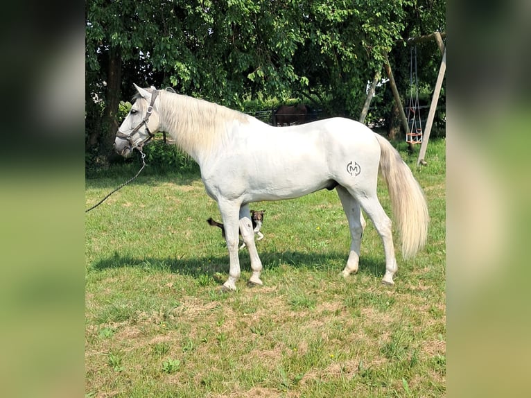 Andalusian Gelding 9 years 16,1 hh Gray in Mortegliano