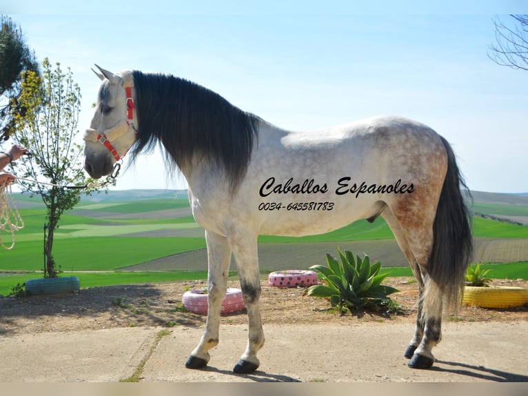 Andalusian Gelding 9 years 16 hh Gray in Vejer de la Frontera