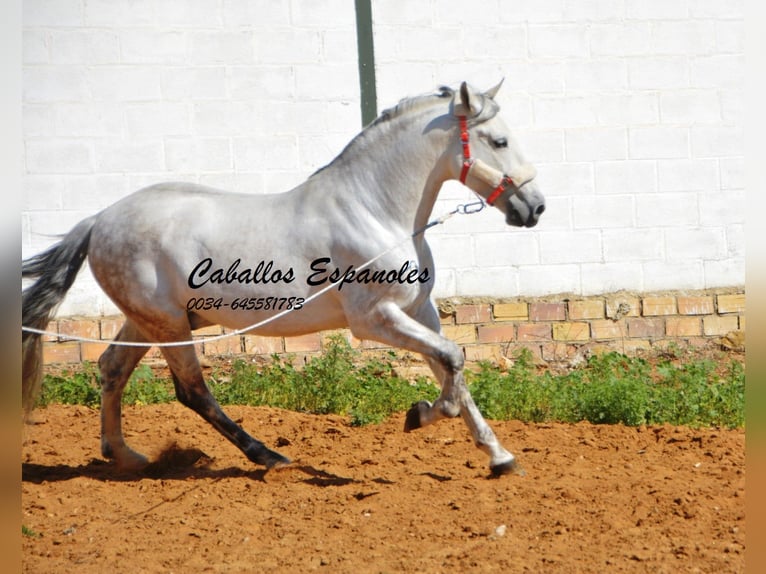 Andalusian Gelding 9 years 16 hh Gray in Vejer de la Frontera
