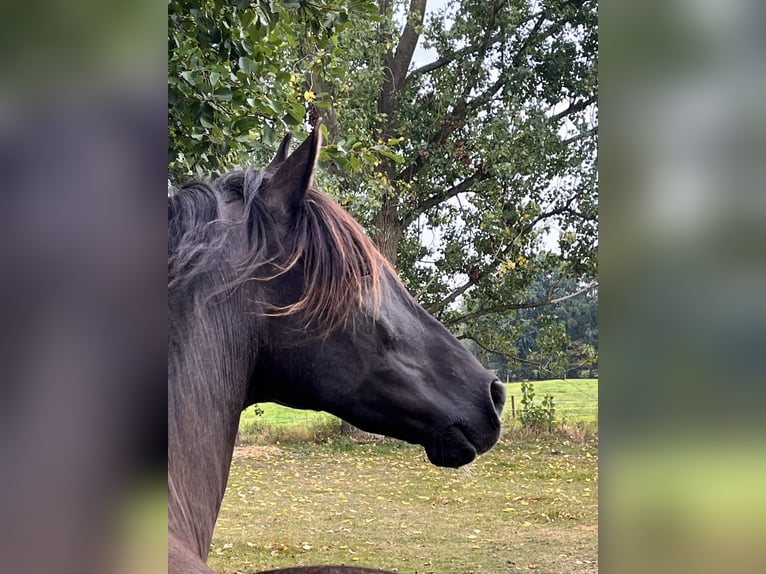 Andalusian Gelding 9 years 16 hh Grey-Dark-Tan in Bremen-Borgfeld