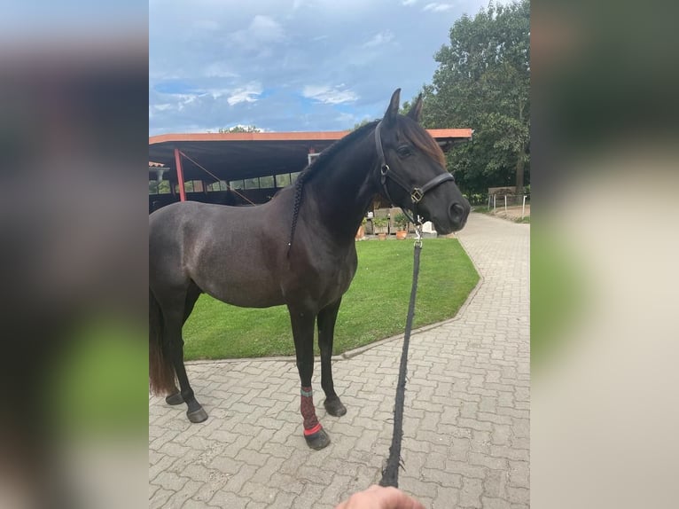Andalusian Gelding 9 years 16 hh Grey-Dark-Tan in Bremen-Borgfeld