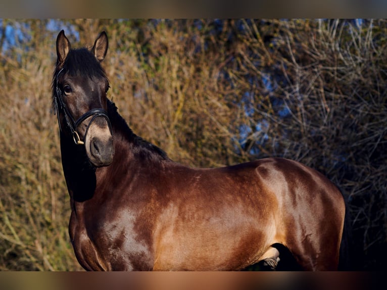 Andalusian Gelding 9 years 16,2 hh in Mil&#xED;n
