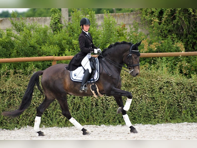 Andalusian Gelding 9 years 16,2 hh in Mil&#xED;n