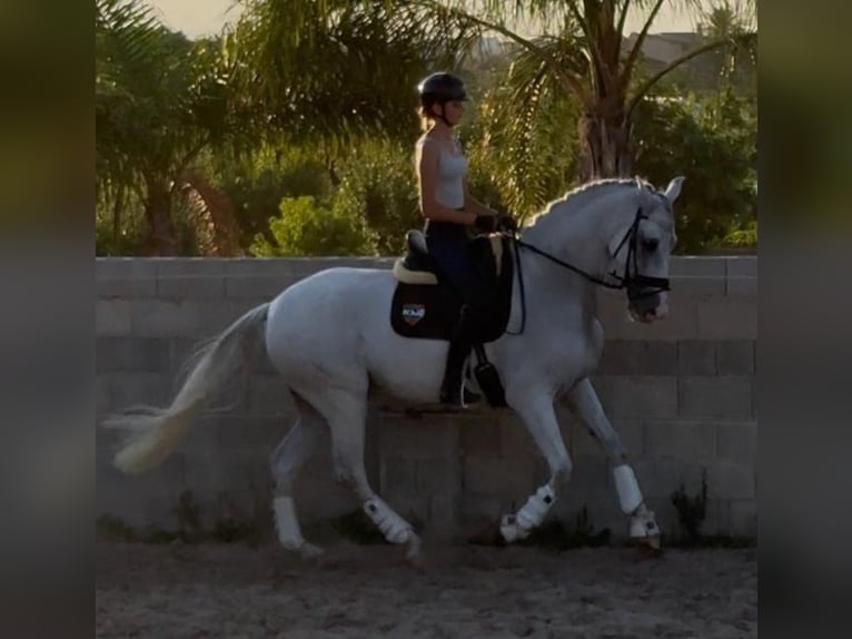 Andalusian Gelding 9 years 16,2 hh Grey in Martfeld