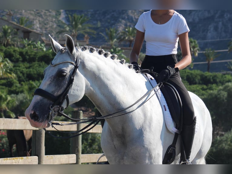 Andalusian Gelding 9 years 16,2 hh Grey in Martfeld