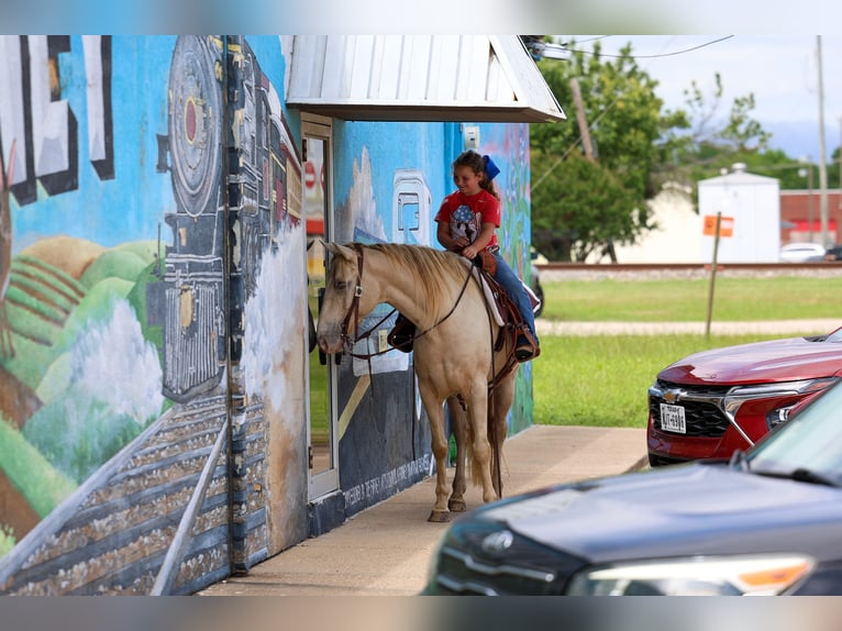 Andalusian Gelding 9 years Champagne in Forney