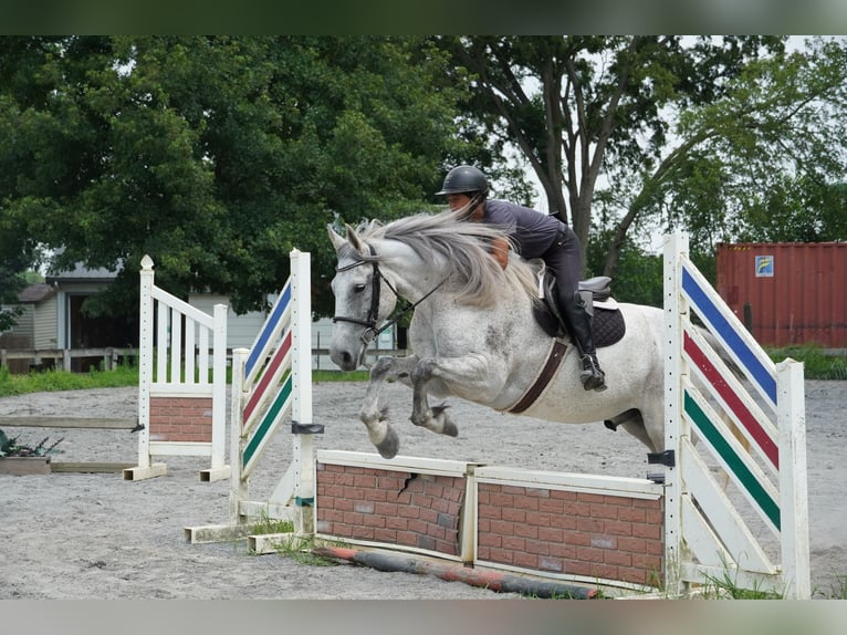 Andalusian Mix Gelding 9 years Grey in Frederick