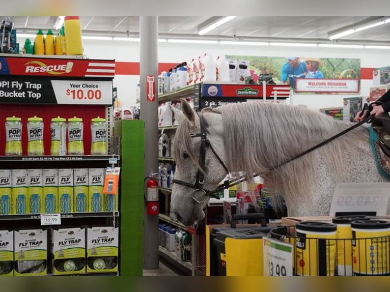 Andalusian Mix Gelding 9 years Grey in Frederick