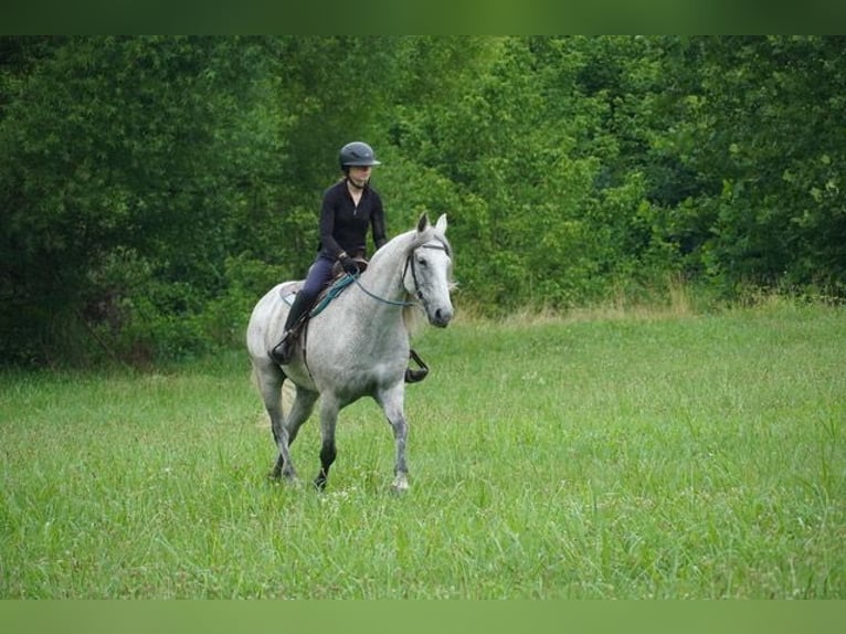 Andalusian Mix Gelding 9 years Grey in Frederick