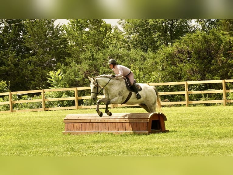 Andalusian Mix Gelding 9 years Grey in Frederick