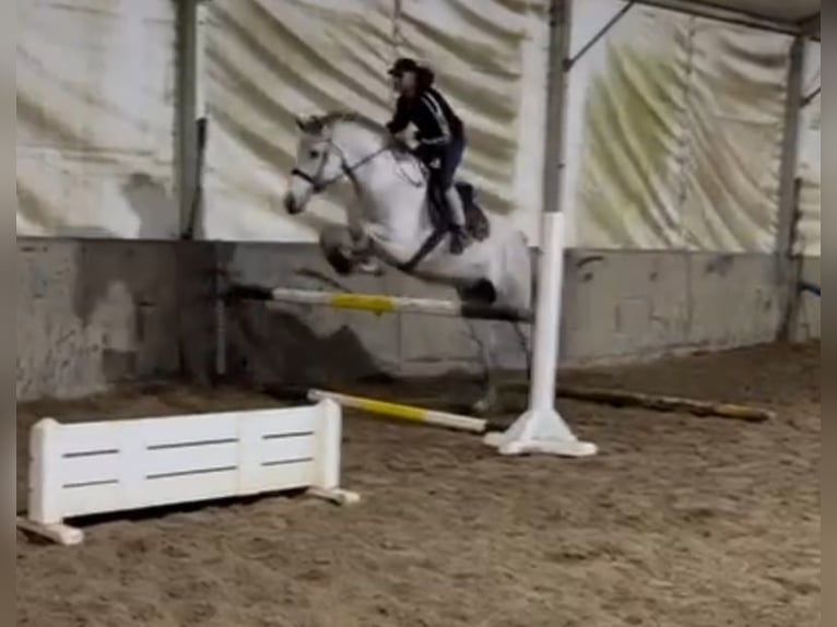 Andalusian Gelding 9 years Grey in Rechnitz