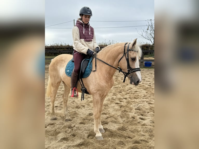 Andalusian Mix Mare 10 years 14,2 hh Palomino in Daleiden