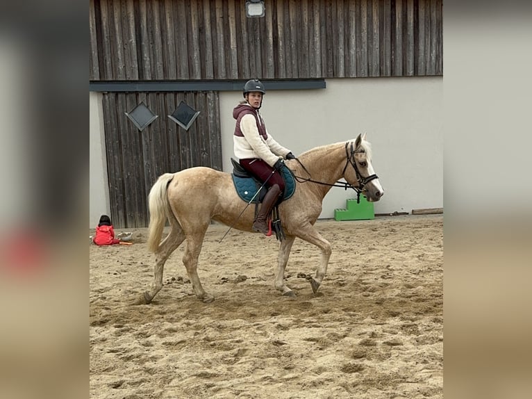 Andalusian Mix Mare 10 years 14,2 hh Palomino in Daleiden