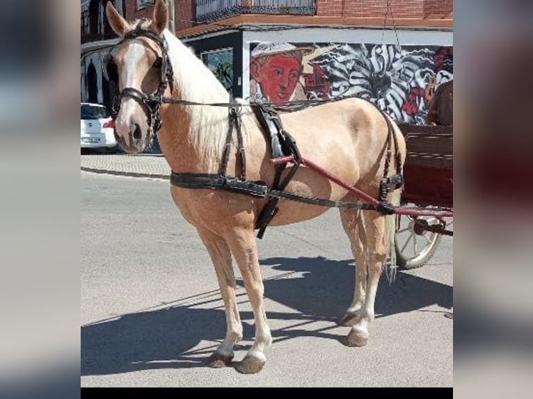 Andalusian Mix Mare 10 years 14,2 hh Palomino in Daleiden