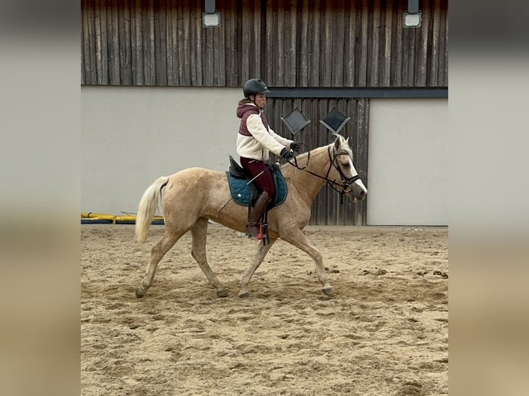 Andalusian Mix Mare 10 years 14,2 hh Palomino in Daleiden