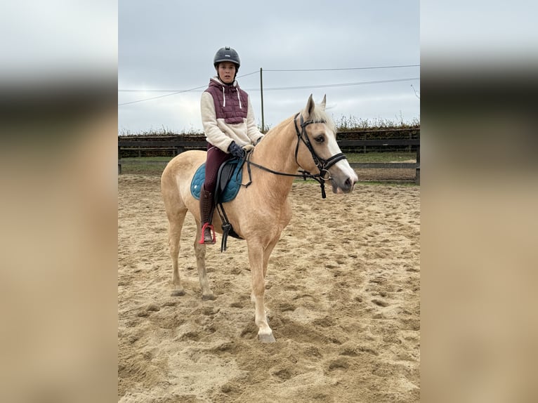 Andalusian Mix Mare 10 years 14,2 hh Palomino in Daleiden