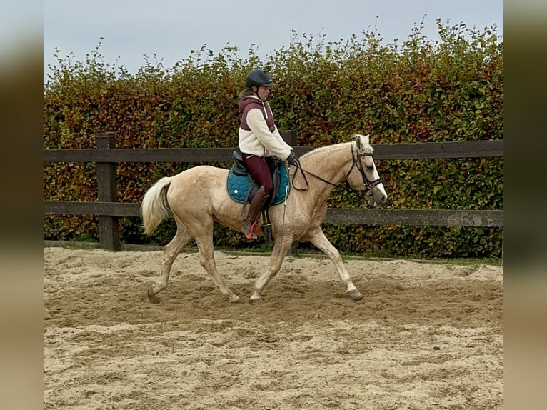 Andalusian Mix Mare 10 years 14,2 hh Palomino in Daleiden