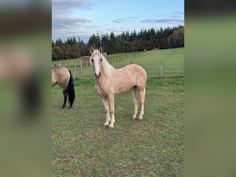 Andalusian Mix Mare 10 years 14,2 hh Palomino in Daleiden