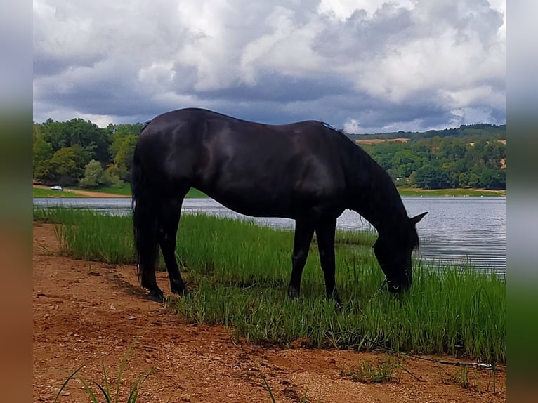 Andalusian Mix Mare 10 years 14,2 hh Smoky-Black in Gironville-sur-Essonne