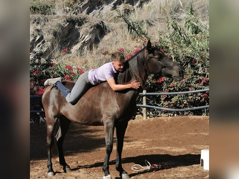 Andalusian Mare 10 years 14,3 hh Black in Adra