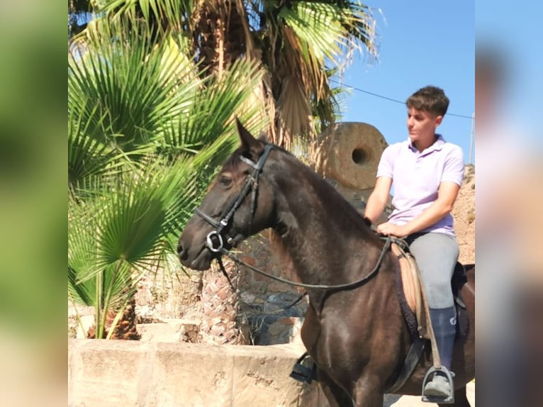 Andalusian Mare 10 years 14,3 hh Black in Adra