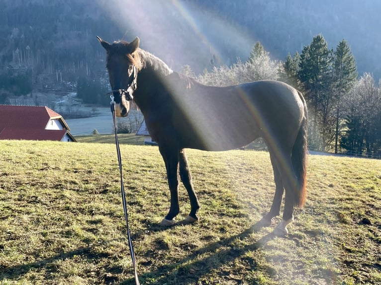 Andalusian Mare 10 years 14,3 hh Smoky-Black in Arnoldstein