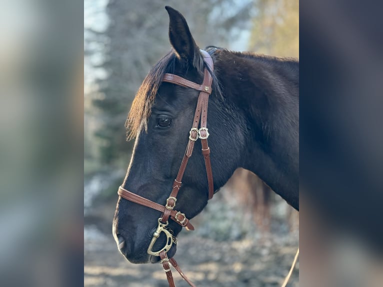 Andalusian Mare 10 years 14,3 hh Smoky-Black in Arnoldstein