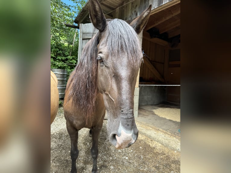 Andalusian Mare 10 years 14,3 hh Smoky-Black in Arnoldstein