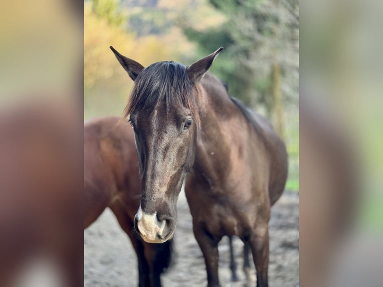 Andalusian Mare 10 years 14,3 hh Smoky-Black in Arnoldstein