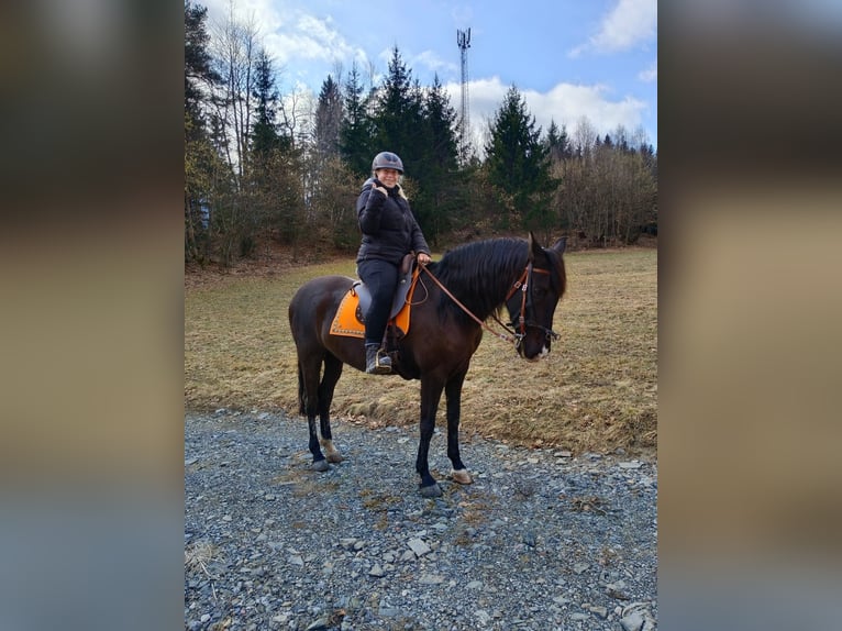 Andalusian Mare 10 years 14,3 hh Smoky-Black in Arnoldstein