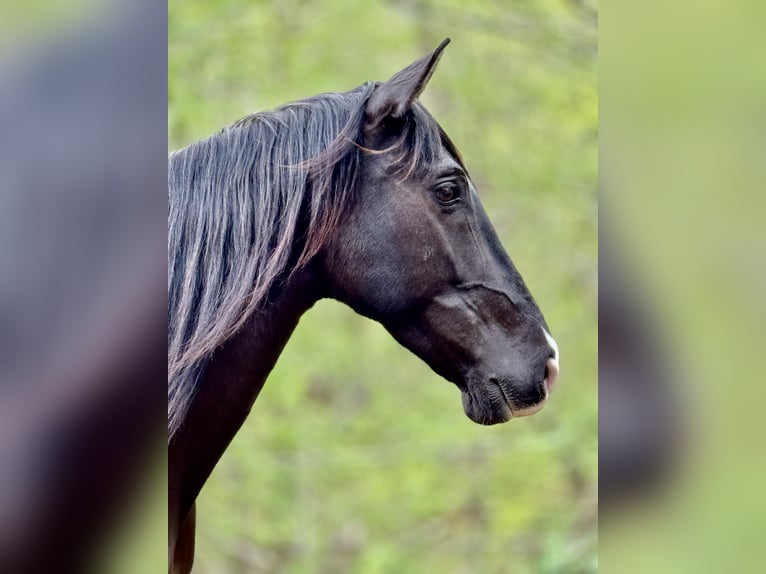 Andalusian Mare 10 years 14,3 hh Smoky-Black in Arnoldstein