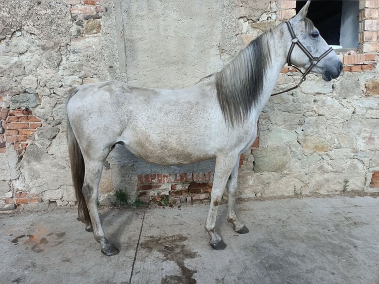 Andalusian Mare 10 years 14,2 hh Grey-Fleabitten in Mügeln Andalusian Mare 10 years 14,2 hh Grey-Fleabitten in Mügeln