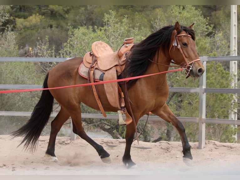 Andalusian Mix Mare 10 years 15,1 hh Brown in Valencia