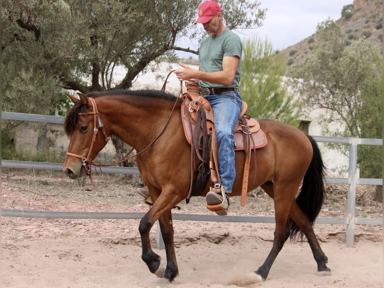 Andalusian Mix Mare 10 years 15,1 hh Brown in Valencia