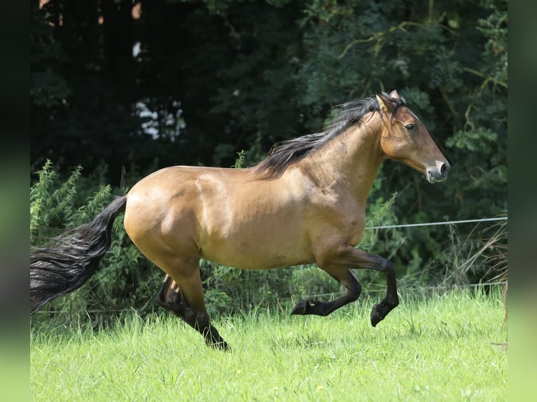 Andalusian Mare 10 years 15,1 hh Brown in Berlin