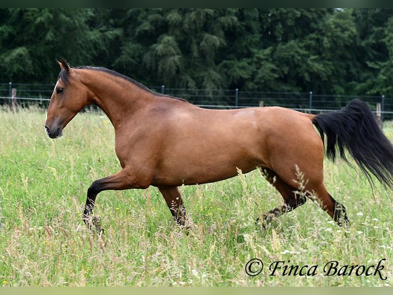 Andalusian Mare 10 years 15.2 hh Brown in Wiebelsheim