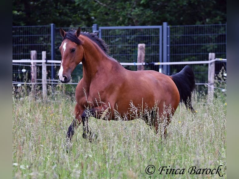 Andalusian Mare 10 years 15.2 hh Brown in Wiebelsheim