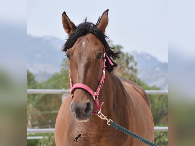 Andalusian Mare 10 years 15,2 hh Brown in Mallorca