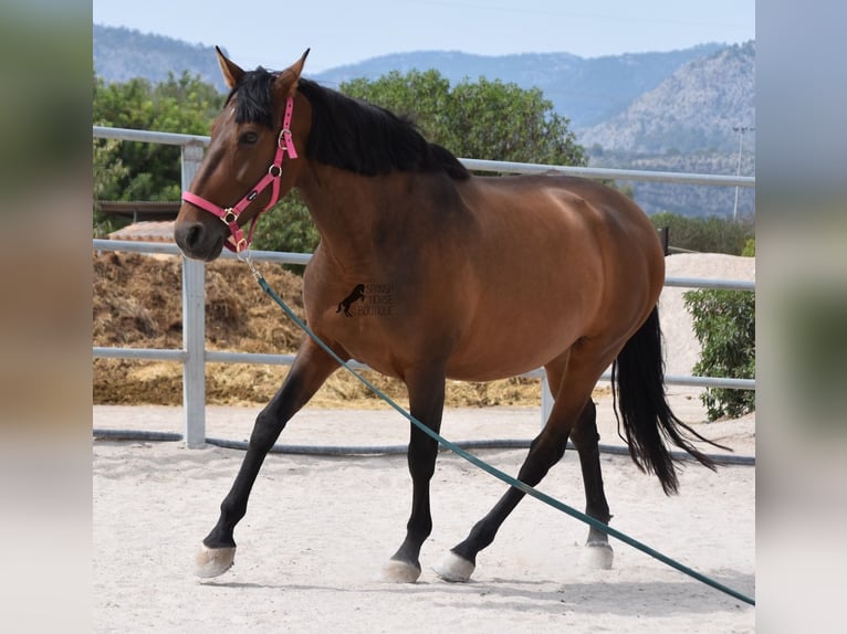 Andalusian Mare 10 years 15,2 hh Brown in Mallorca